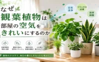 なぜ観葉植物は部屋の空気をきれいにするのか
